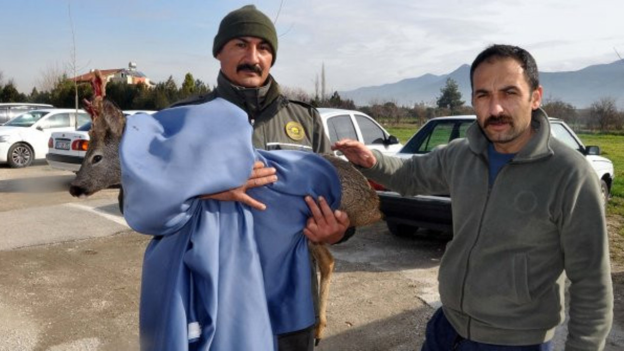 Dere yatağına düşen karaca kurtarıldı