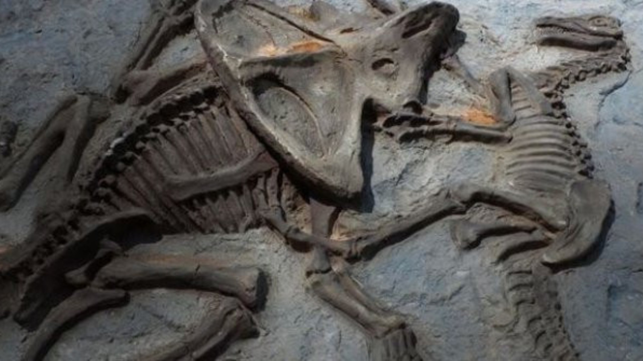 66 milyon yıllık dinozor fosilinde kanser teşhisi!