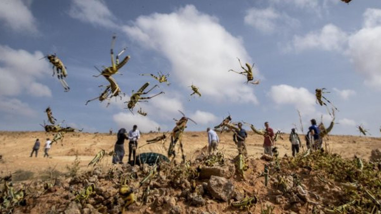 Hasan Sevgili açıkladı: Çöl çekirgeleri Türkiye'ye gelir mi?