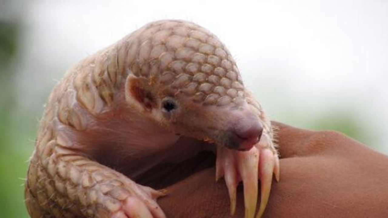Pangolin nedir? Korona virüsün kaynağı Pangolin mi?