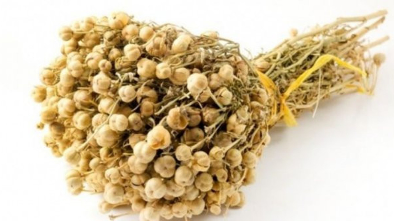 Üzerlik bitkisi nedir? Üzerlik bitkisinin faydaları nelerdir? Üzerlik çayı nasıl yapılır?