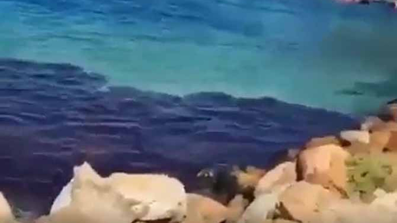 Kaçan köpek balığı da... Kovalayan hangi balık