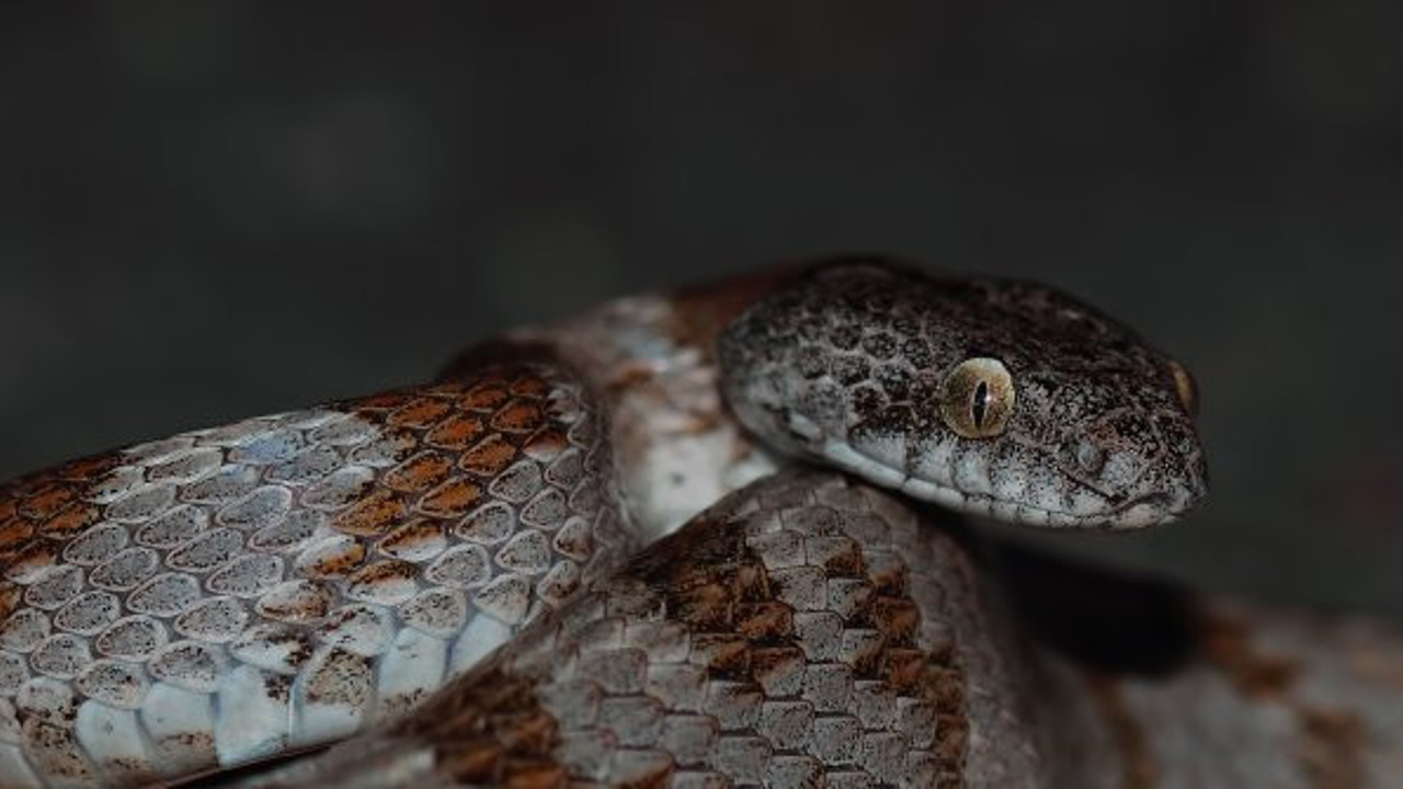 Kedi gözlü yılan ilk kez Kahramanmaraş'ta görüntülendi