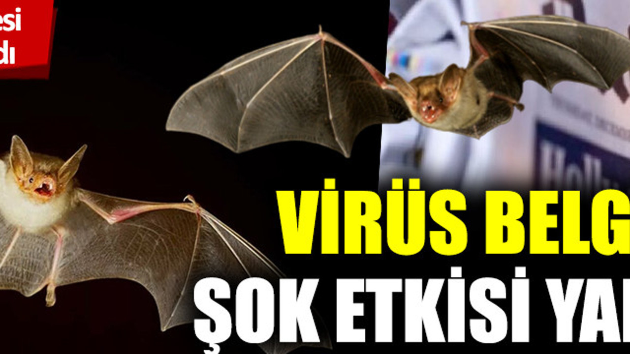 İngiliz Daily Maily'in ortaya çıkardığı korona virüs belgeleri şok etkisi yarattı