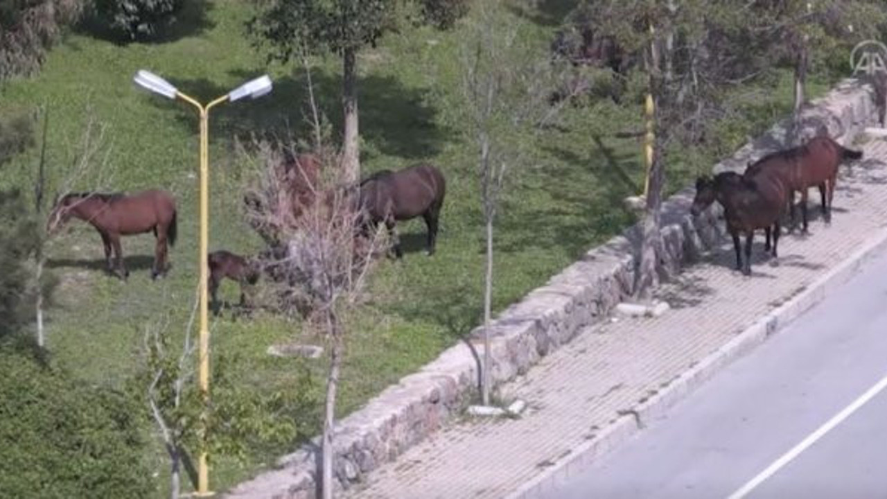 İzmir'de boş kalan sokakları, atlar doldurdu
