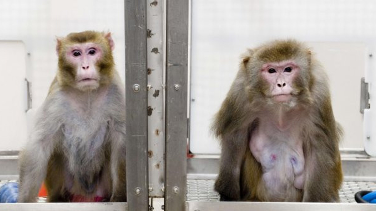 Maymunlara bilinçli olarak virüs bulaştırıldı: Koronaya iyi gelen ilaç 12 saatte iyileştirdi