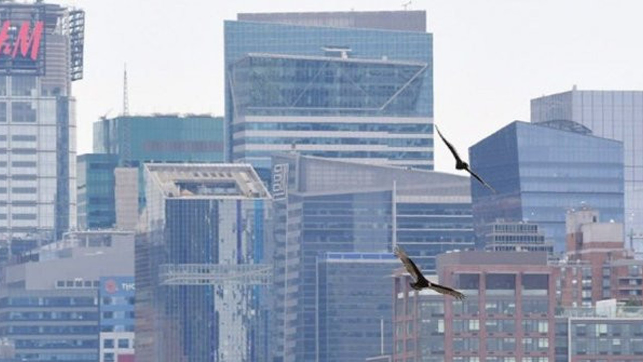 Ceset kokusuna toplandılar! Akbabalar New York’u sardılar