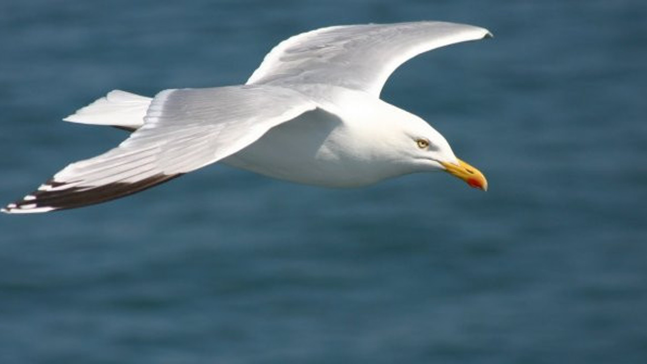 Martı avcısına rekor ceza