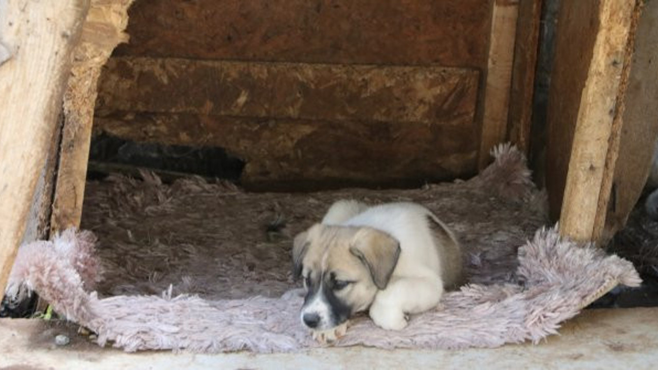 Öldürülen annelerini emmeye çalışmışlardı, o köpeklere kaymakam sahip çıktı