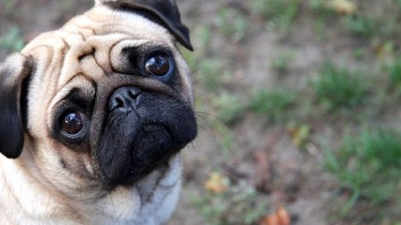 ABD'de evcil köpekte korona virüs tespit edildi