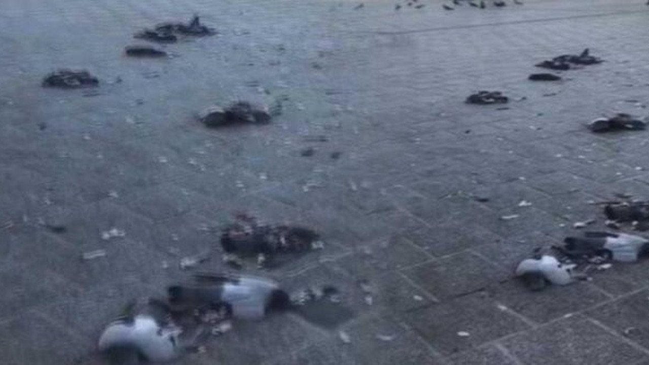 İstanbul'un göbeğinde feci olay: Onlarca güvercini öldürdü