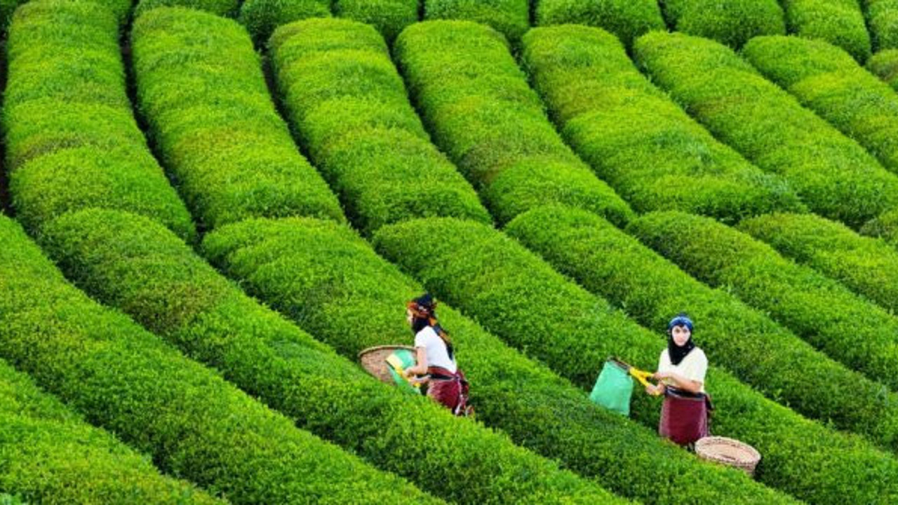 Aylık 7 bin 500 liraya işçi bulamıyorlar