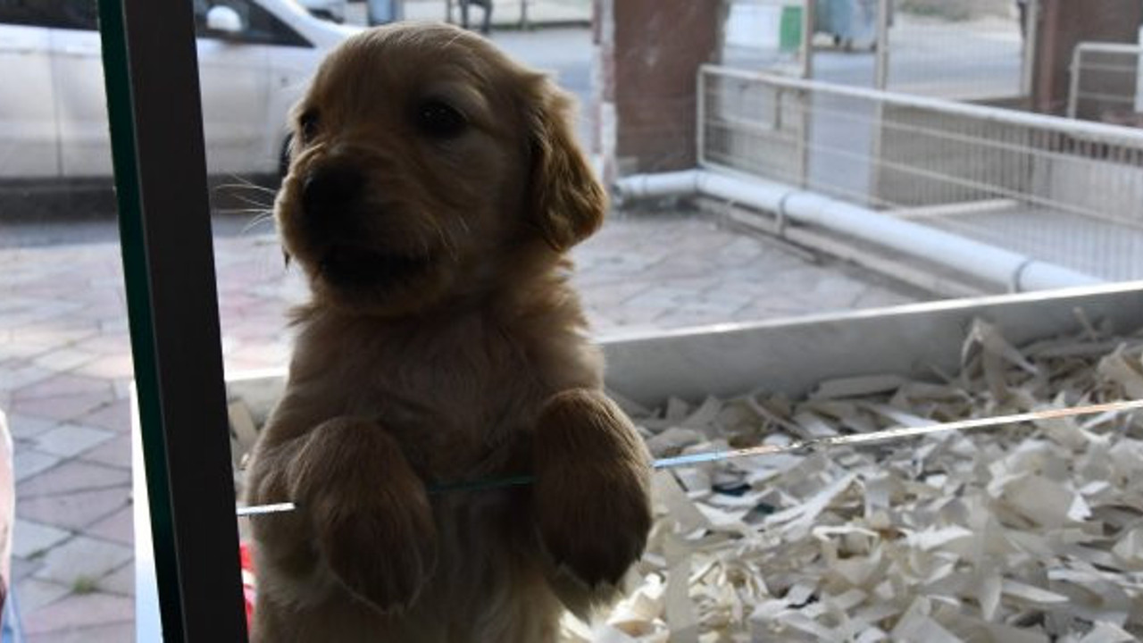 Bu canları bir bu işe alet etmemişlerdi