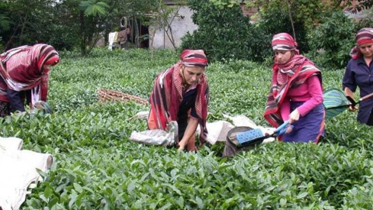 400 kilo çay toplayana aylık 6 bin 900 TL