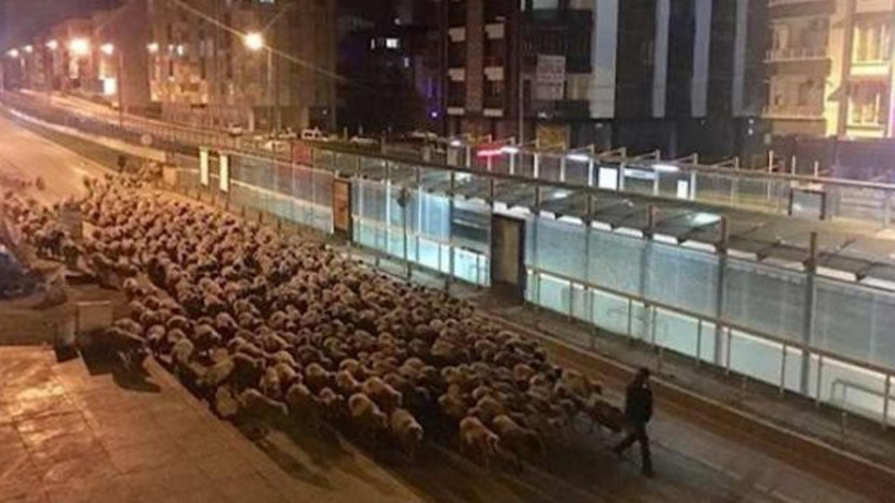 Samsun'da cadde koyunlara kaldı