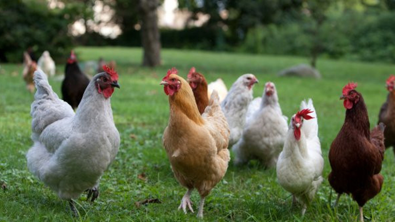 Sıcak hava tavukları da vurdu