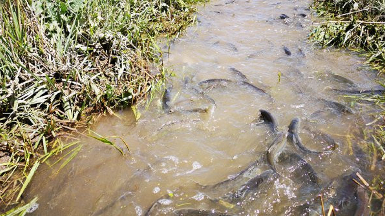 Van'da 3 ton inci kefali kurtarıldı