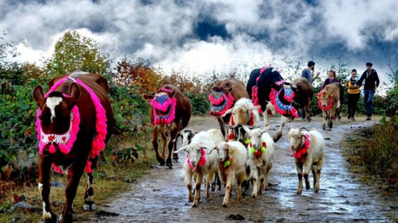 Karadeniz'de yaylalara göç bu yıl erken başladı