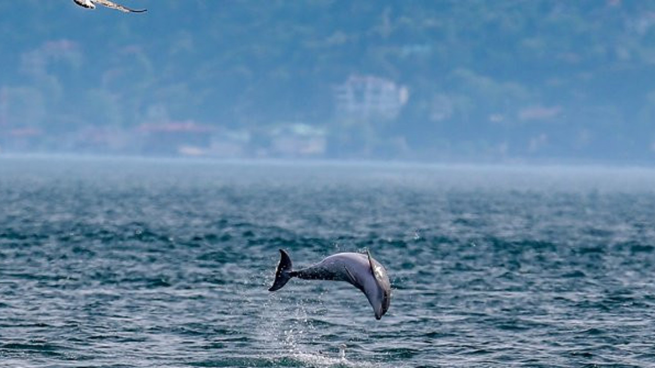 İstanbul Boğazı'nda görsel şölen! Korona ve yasak onlara yaradı