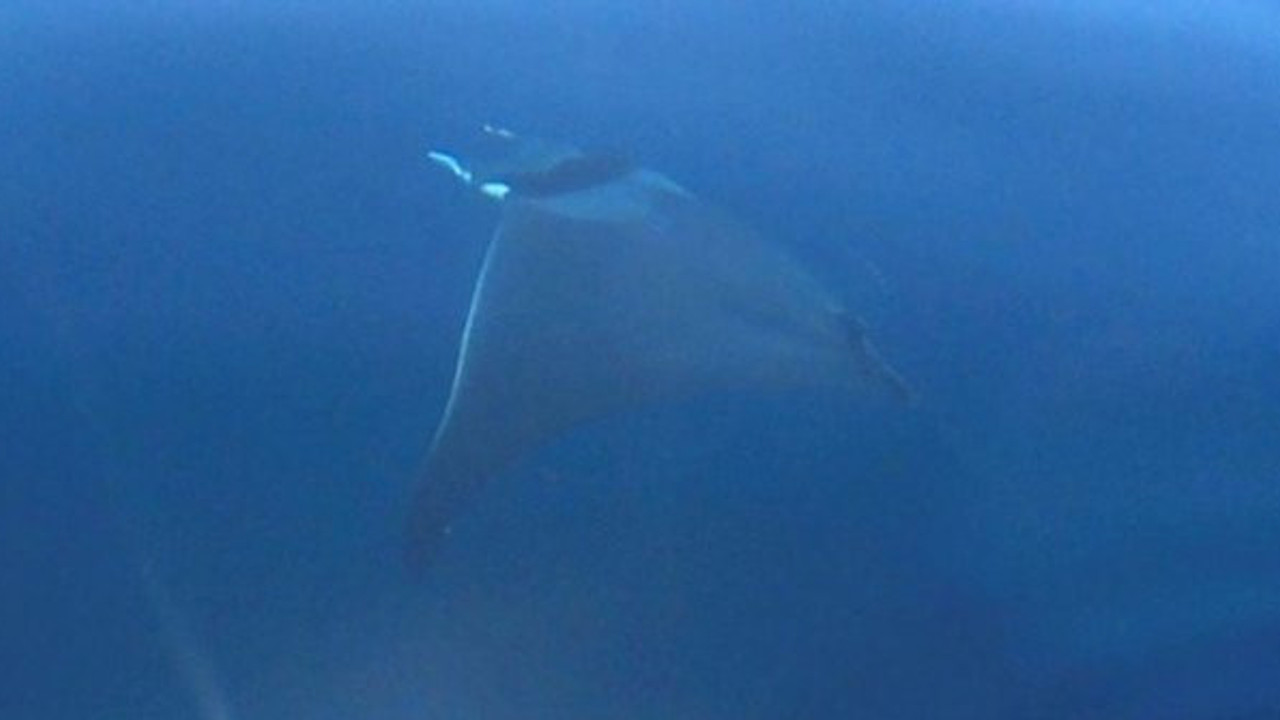 Nesli tükenme altındaydı: Dev şeytan Gökçeada'da ortaya çıktı