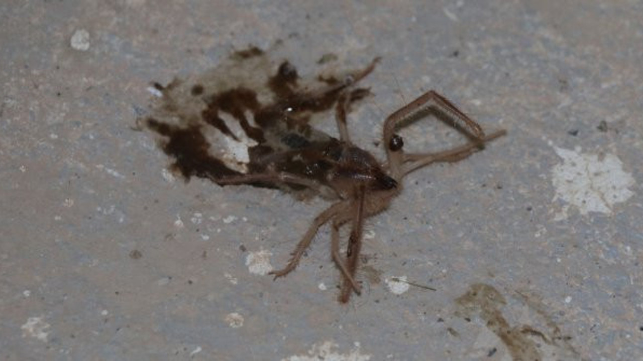 1 metre zıplayan sarıkız paniği