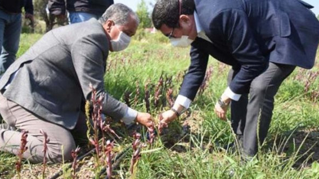 Yeni gelir kapısı oldu: Kilosu 350 lira