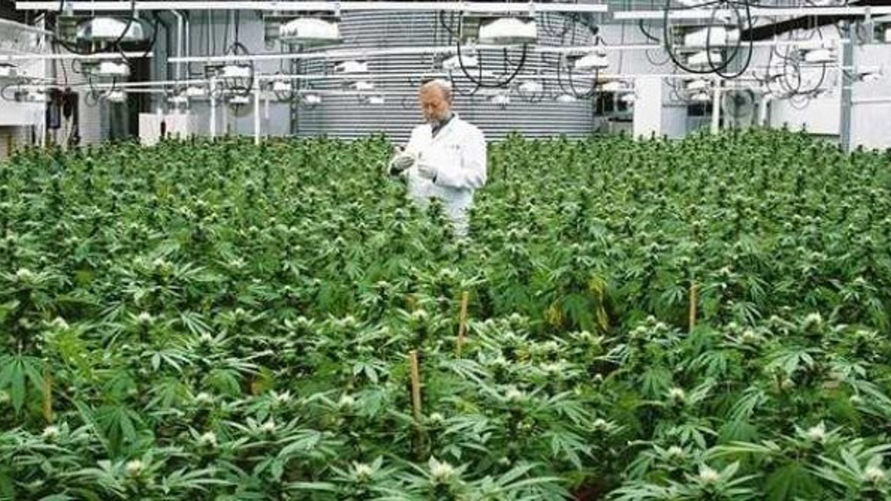 Büyükşehir Belediye Başkanı canlı yayında açıkladı: 'Kenevir üretimine başlıyoruz'