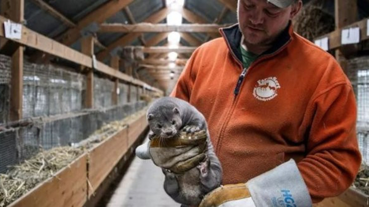 Vizondan insana korona virüs bulaştı, Raporla kesinleşti, ikinci kez oluyor