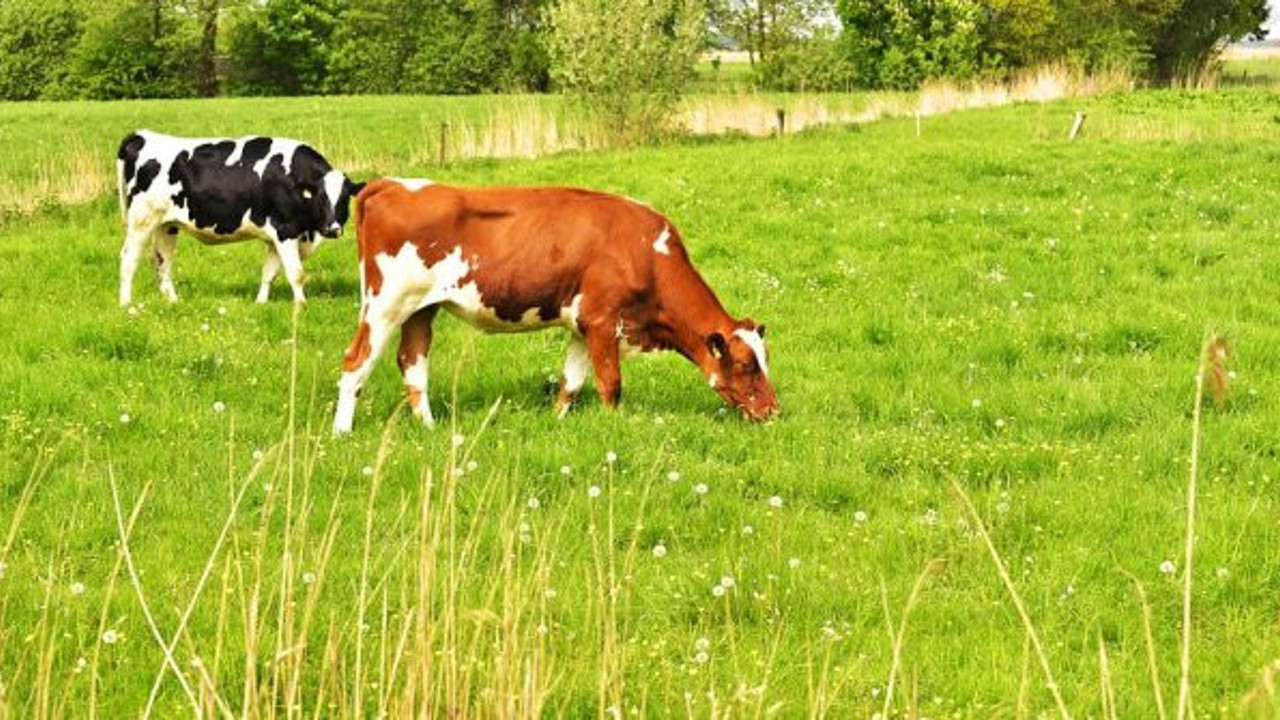 Artık otlayıp kaçmak yok, hesap ödeyecekler