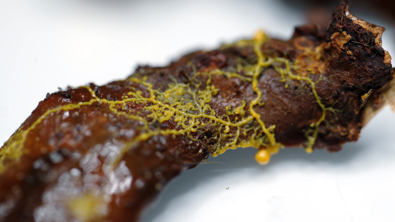 Bilim insanları şaşkın! 720 cinsel organı var, beyni yok...