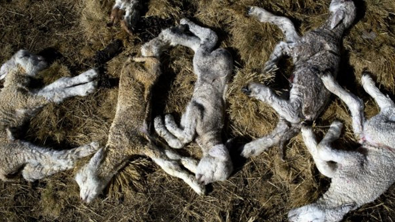 Bilim insanları açıkladı: '6. kitlesel yok oluş' yaşanıyor olabilir