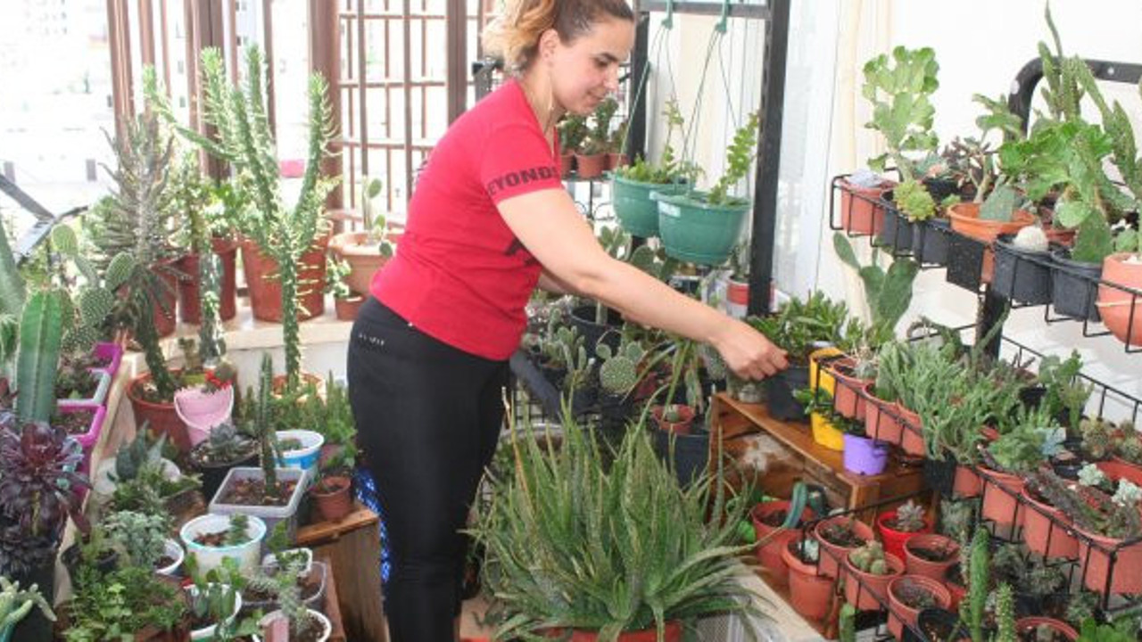 Evinin balkonunu kaktüs bahçesi gibi