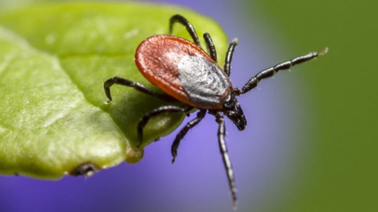 8 ilde kene alarmı!