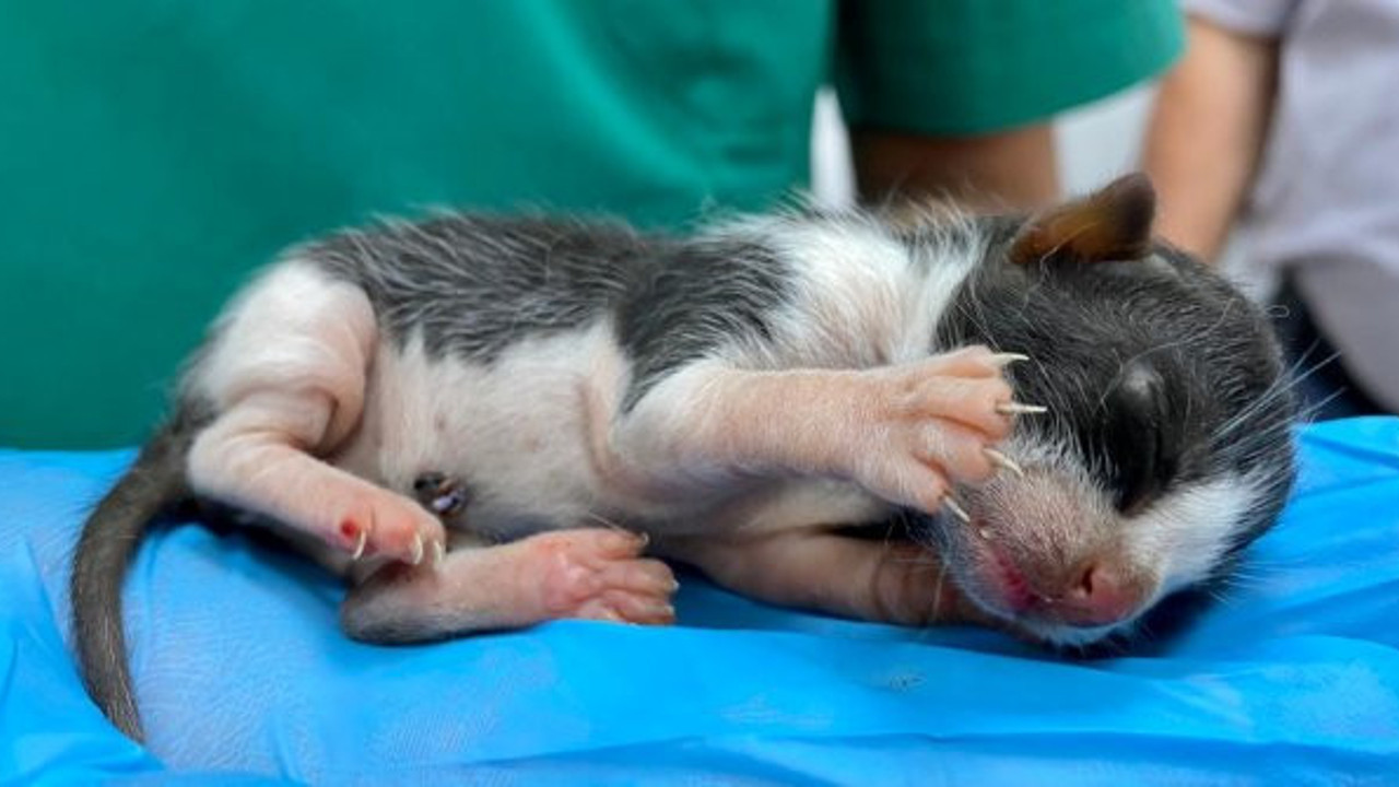 Kısırlaştırmaya götürdüler doğum yaptı mucize yavru sadece 10 santim ve 10 gram