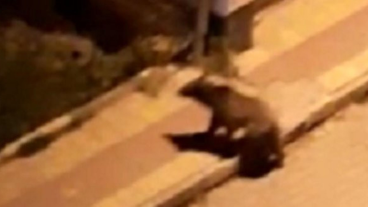 Artvin'de ayı nöbeti