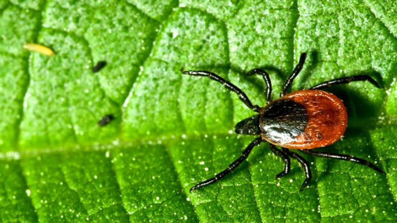 Acil servis uzmanı uyardı: “Kene ısırmasa da virüs bulaşabiliyor”