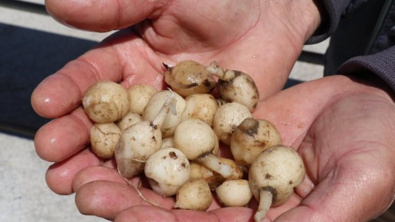 O bitkiyi toplamanın cezası ağır oldu: 147 bin 494 lira ceza ödeyecekler