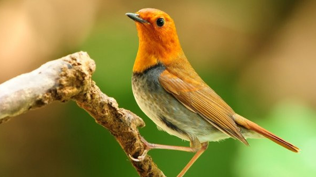 Bilim insanlarından kuşlarla ilgili önemli araştırma: İnsana benzer yanları ortaya çıktı