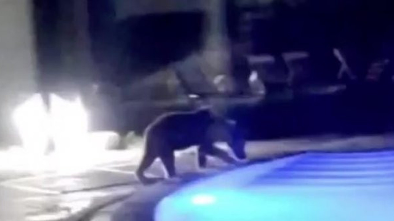 Bilecik'te ayının havuz keyfi