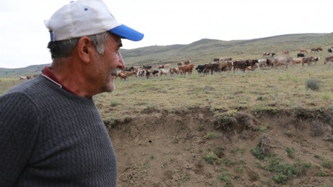 Çorum’da aslan dehşeti: Geceleri uzaktan sesi duyuluyor