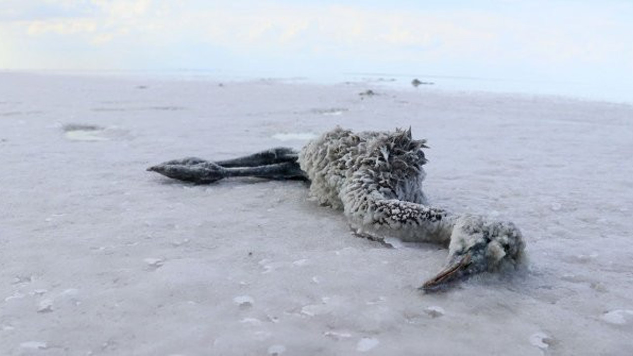 Tuz Gölü'nde esrarengiz flamingo ölümleri: Yüzlercesi böyle bulundu!