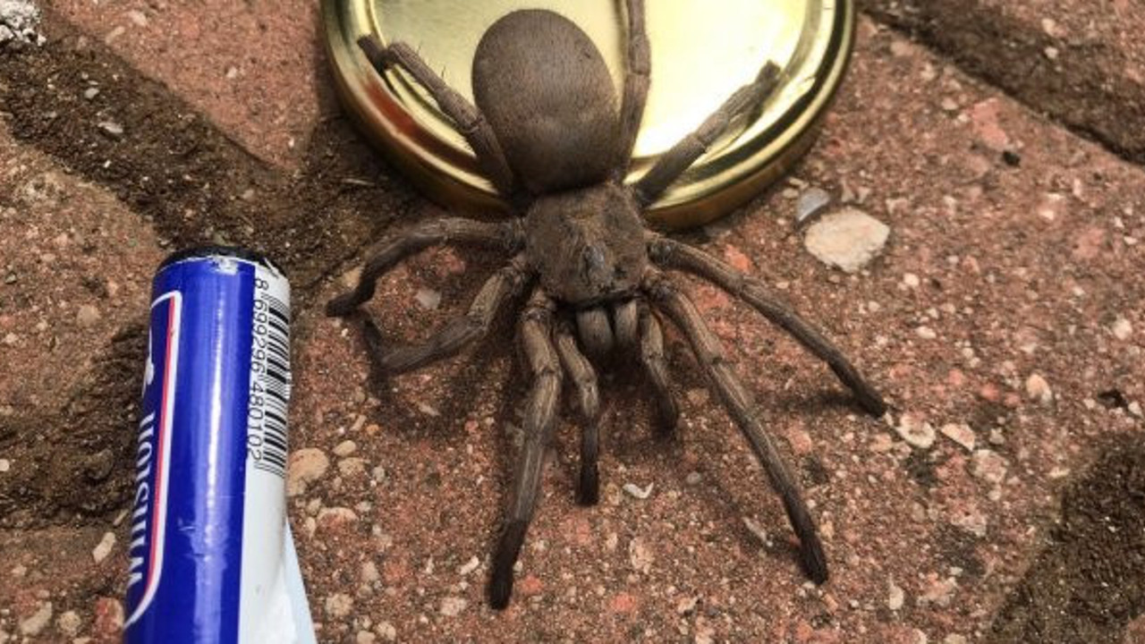 Osmaniye'de dev örümcek paniği