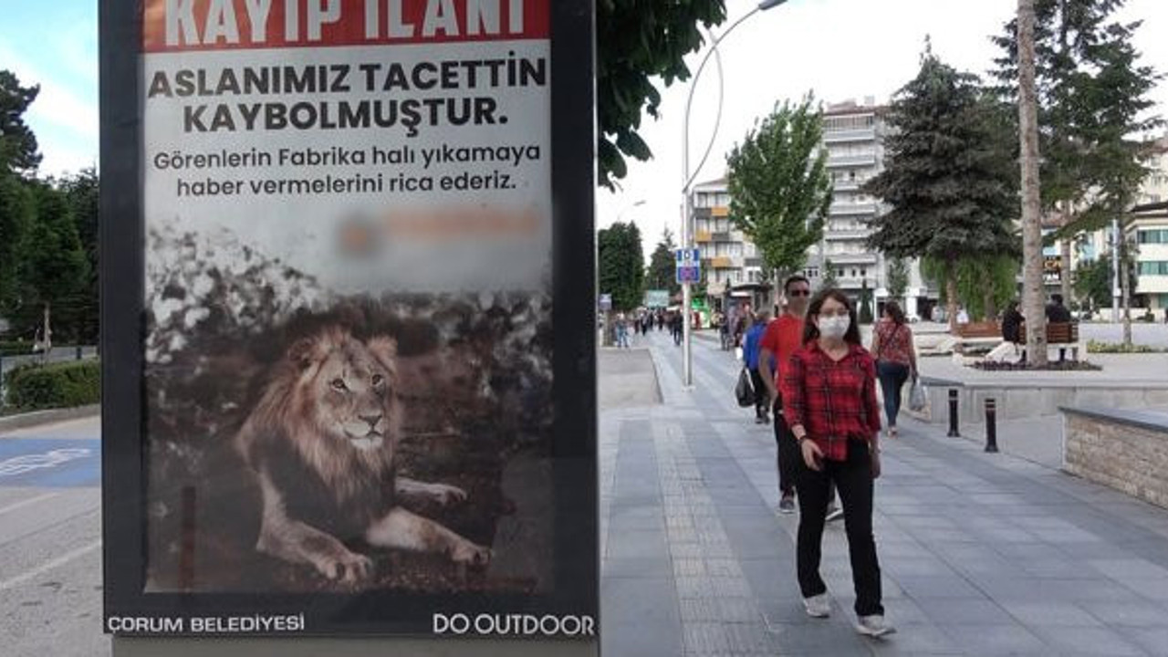 Çorum’da görülen aslan meğer...