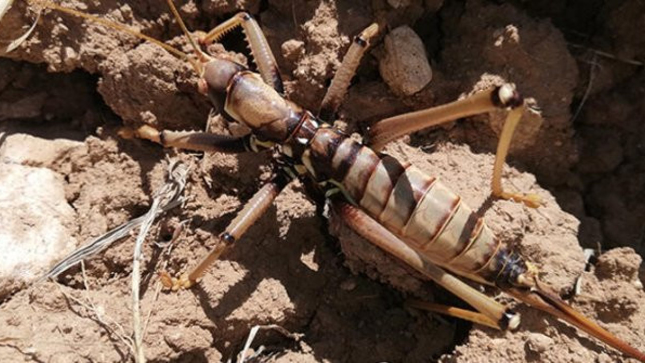 Etçil çekirgeler tarlaları istila etti