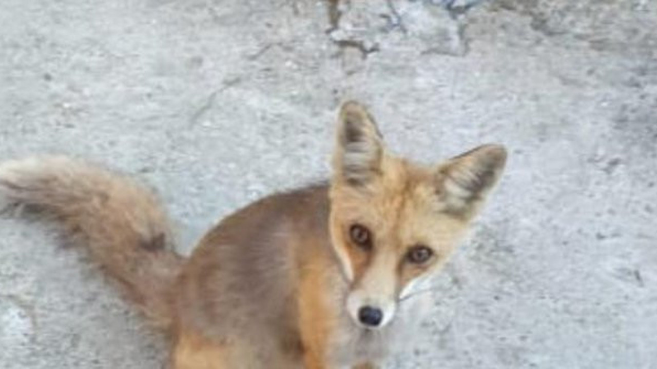 Tilkiyi 'gel pisi pisi' diye çağırıp, besliyor