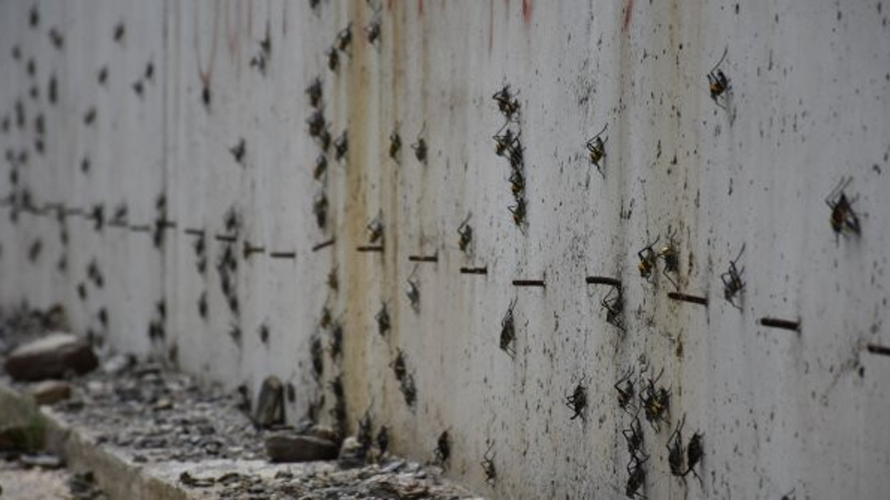 Muş Ovası'na doğru ilerliyorlar! Üç günde 17 köyü istila ettiler