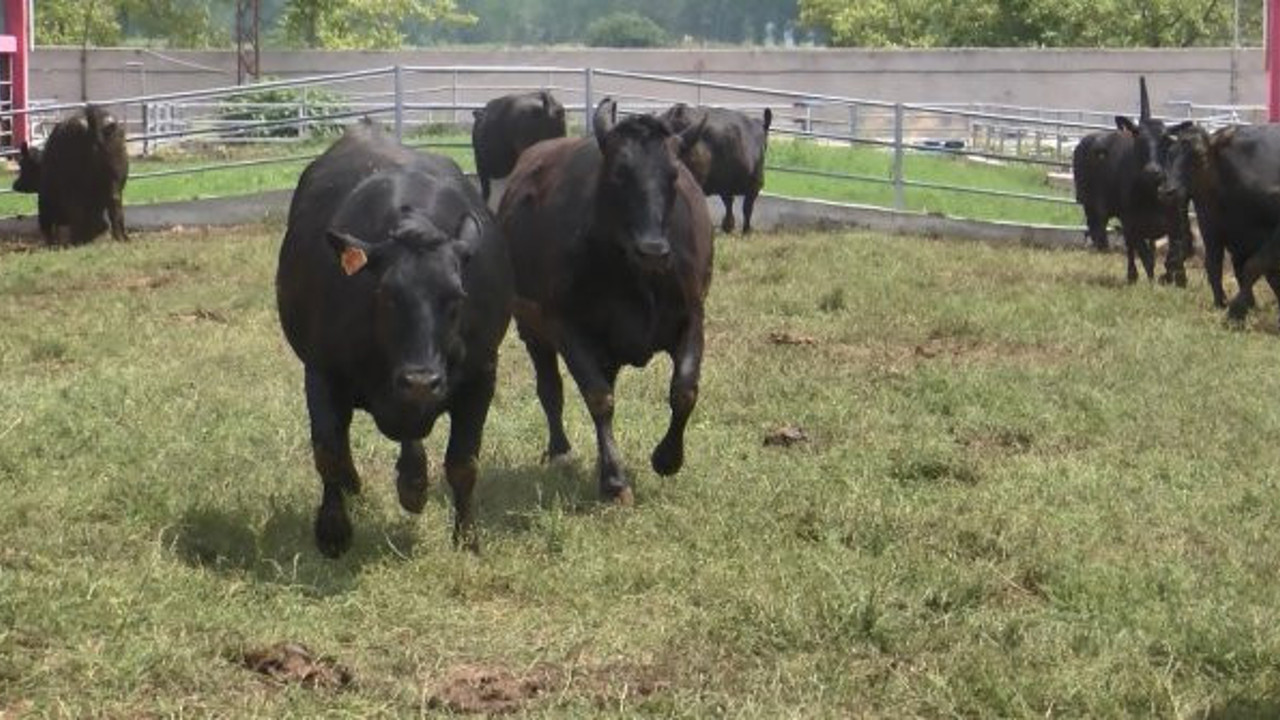'Kobe' adı verilen sığır eti 1000 dolara satılıyor