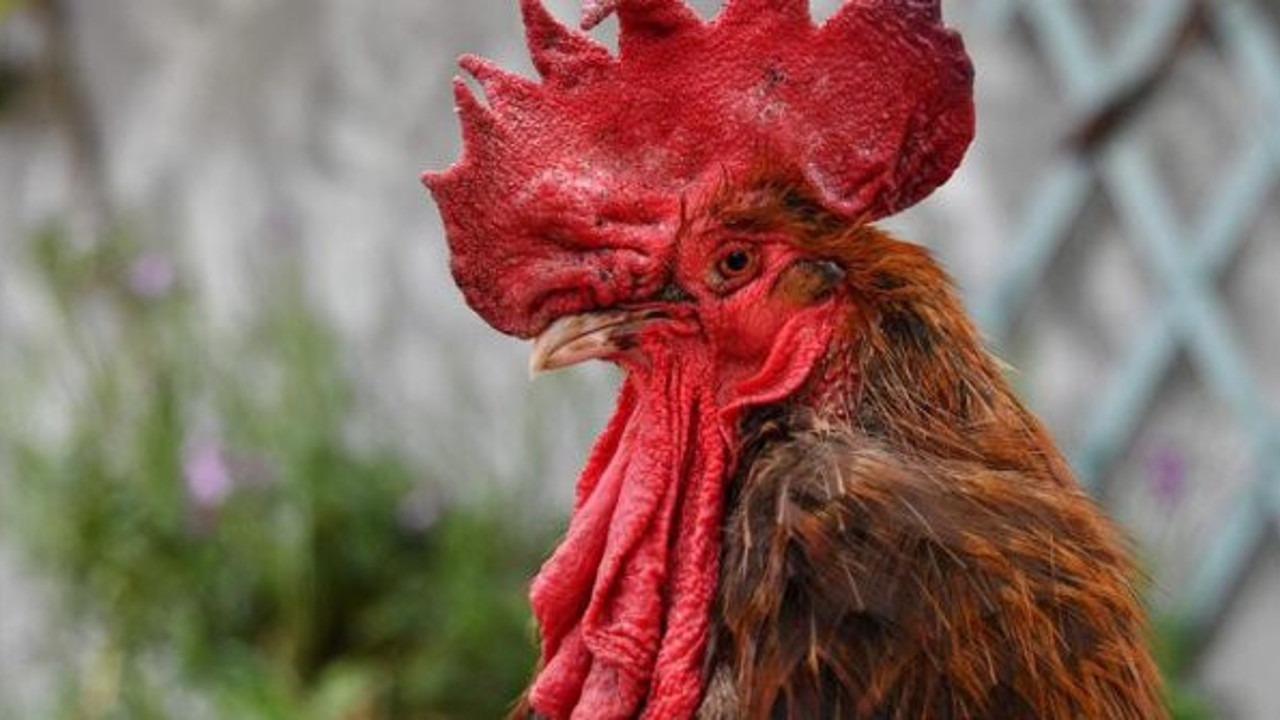 Erken öttüğü için dava edilen horoz kahrından öldü