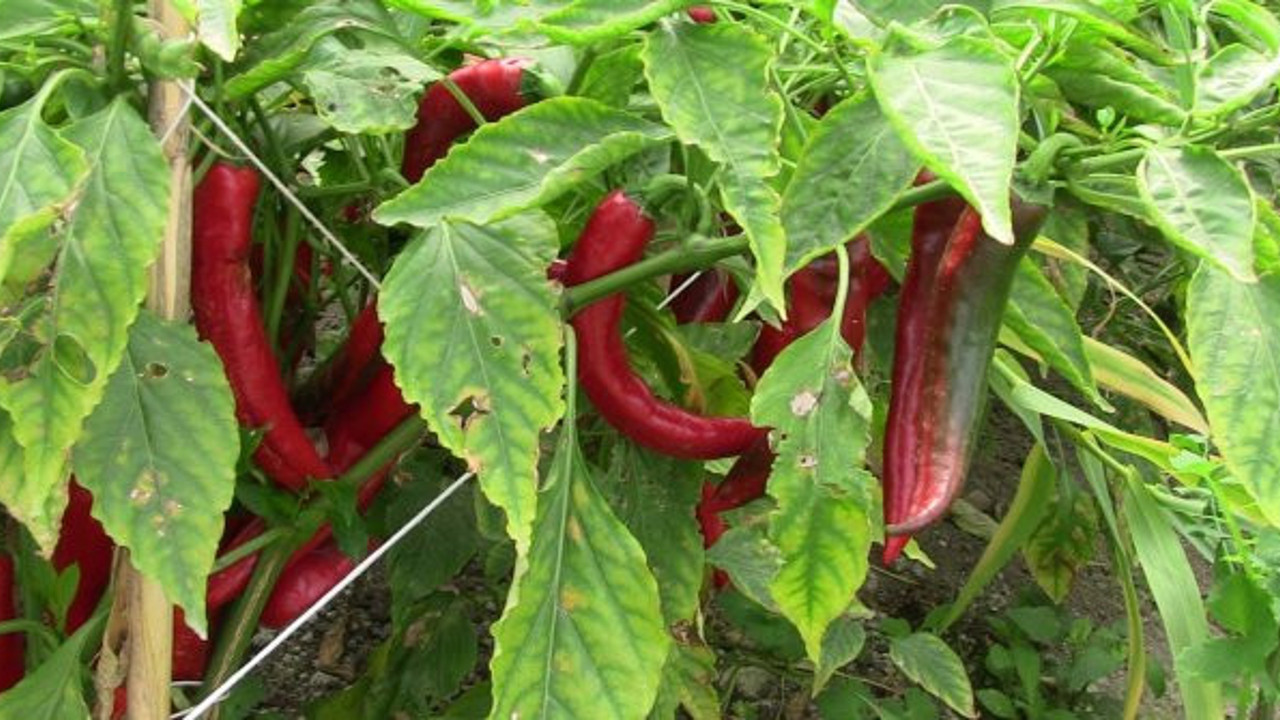 İşte vücuttaki yağları yakmanın en doğal yollarından biri