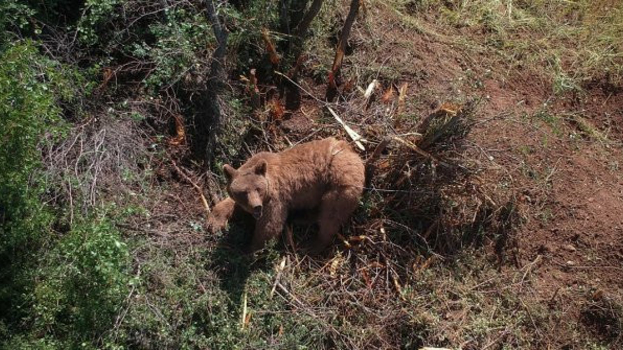 Kiraz yemeye köye inen ayı tellere takıldı